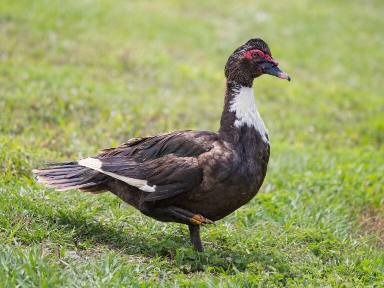 Fresh Duck