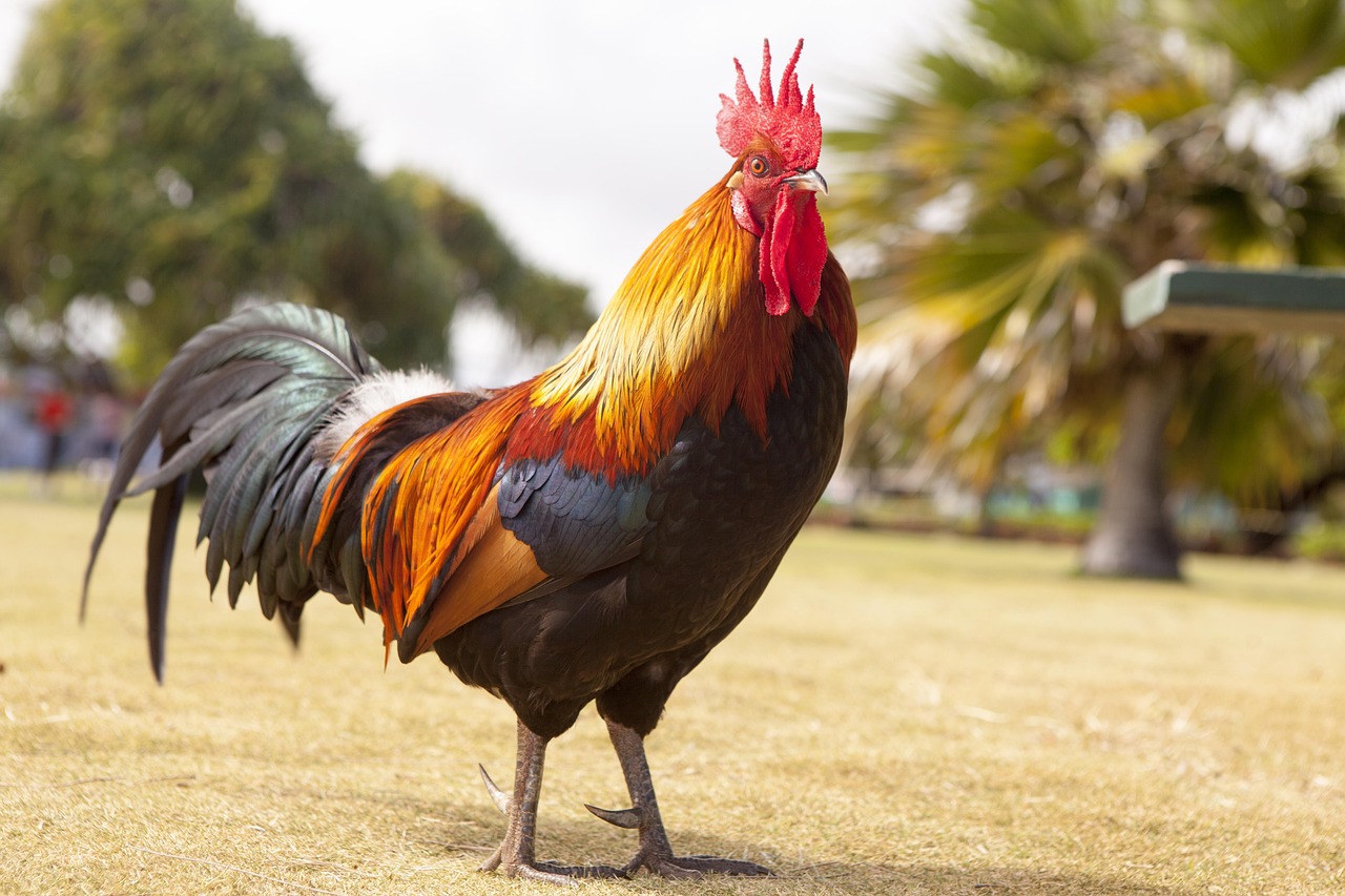 Local Chicken